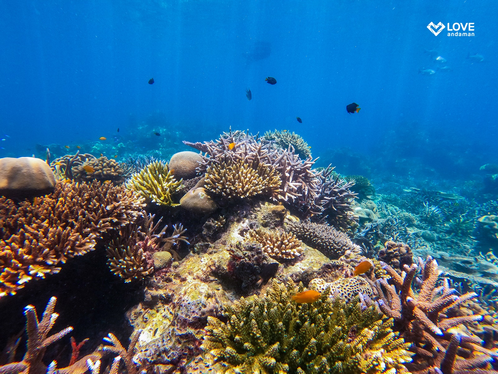 Day Trip Snorkelling Surin Island from Khaolak
