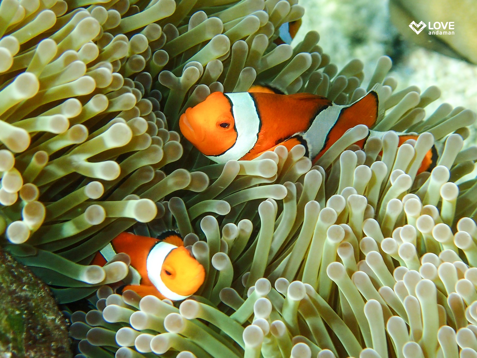 Day Trip Snorkelling Surin Island from Khaolak