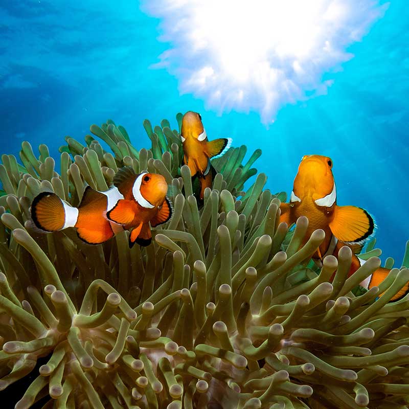 Day Trip Snorkelling Surin Island from Khaolak