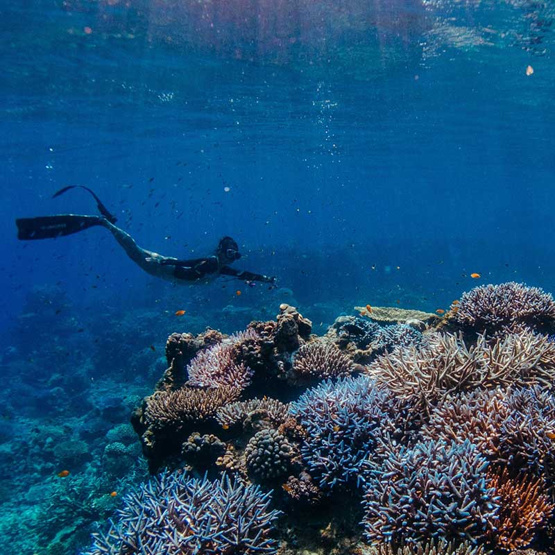 Day Trip Snorkellig Surin Island from Khaolak